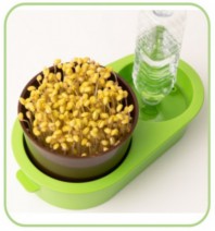 콩나물재배기/식물재배기