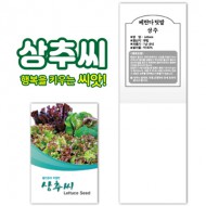 상추씨
