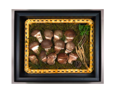 참송이버섯 설향 균형건강진선세트(면세품)